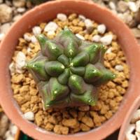 ราคา กระบองเพชร Gymnocalycium mihanovichii montrose ไม้หน่อ (3436427031)