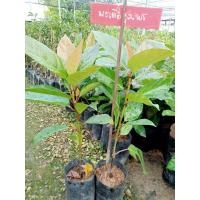 ราคา ต้นมะเดื่อชุมพรปักชำ (21092782551)