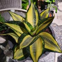 ราคา ลิ้นมังกร แคระ ใบด่าง ต้นใหญ่ กระถาง 7 นิ้ว (3831340334)