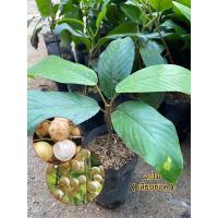 ราคา ต้นละไม(เสียบยอด) 80.- ✨ (13814186789)