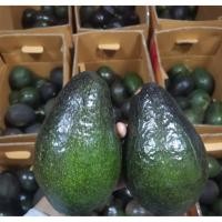 ราคา อโวคาโด้สด บัคคาเนีย พร้อมส่งจากไทย [1 กิโลกรัม] อร่อย หวาน มัน สดจากไร่ ปลูกในไทยเกษตรอินทรีย์ (29557386985)