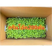 ราคา ต้นกล้าผักสลัด ไฮโดรโปรนิกส์ ต้นกล้าผักสวนครัวพร้อมปลูก มีสายพันธุ์ สลัดแก้ว ฟินเล่ย์ กรีนโอ๊ค เรดโอ๊ค มินิคอส ผักกาดหอม (24252648769)