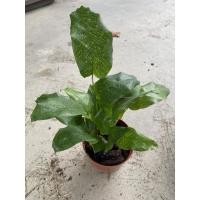 ราคา Calathea Musaica "คล้าโมเสก" (7645537770)