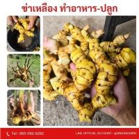 ราคา ต้นข่าเหลือง ข่าแก่ แม่พันธุ์ข่า ชั่งหัวชุด1กิโลกรัม ปลูกง่ายโตไว ทนแล้ง ทานอร่อย (27456319013)