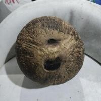 ราคา กะลาตาเดียว กะลามะพร้าว 15 นิ้ว (28012875029)