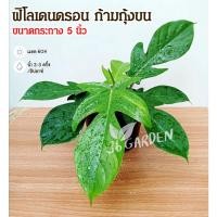 ราคา ต้นฟิโลก้ามกุ้งขน ฟิโลเดนดรอน (Philodendron) ไม้หายาก ไม้สะสม ก้ามกุ้งขน (11635328633)