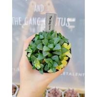 ราคา ฮาโวเทีย Haworthia Asperula ไม้อวบน้ำด่าง ไม้ด่าง แอสเปอร์ แคคตัส กระบองเพชร แคคตัส กุหลาบหิน (10014473174)