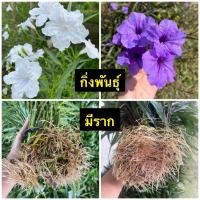 ราคา ต้อยติ่งฝรั่ง ฟ้าประทานพร (มีราก✔️) (23112162137)