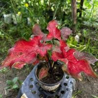 ราคา บอนสีมณีเมธา พระโมคคัลลานะ กวนอิม สหัสเดชะ ปลาบู่ทอง ลูกไม้เมล็ดกระถาง5นิ้ว กัดสีแล้วทุกต้น (25765227058)