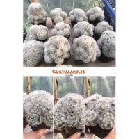 ราคา แมมขนนกขาว ดอกขาวกลิ่นหอม ชำหน่อ เลือกต้นได้ (4793669673)