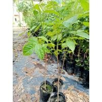 ราคา ต้นสะเดาเทียม หรือสะเดาช้าง ส่งฟรี (27333388924)