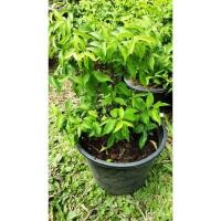 ราคา ต้นโมกแคระ ไม้แคระ ทำบอนไซ ดอกสีขาว กลิ่นหอมบริสุทธิ์ กระถาง 6" จำนวน 1 ต้น (8848813491)