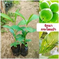 ราคา กระโดนป่า,จิกนา ผักพื้นบ้านมีสรรพคุณทางยา ต้นกล้าเเข็งเเรงพร้อมปลูก (18718791774)