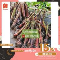 ราคา หน่อกล้วย ไข่กำแพงเพชร 3 หน่อ ชุดทดลองปลูก (9130651518)