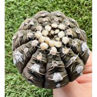 ราคา พร้อมส่งแคคตัสยิมโนจานบิน ไม้เมล็ด ขนาดพ่อแม่พันธุ์ Gymnocalycium Ragonesei (25055189293)