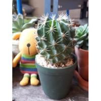 ราคา ต้นกระบองเพชร,แคคตัส Hamatocactus setispinus Cactus ฮามาโต้ (5104251267)