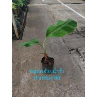 ราคา หน่อกล้วยน้ำว้าปากช่อง 50 (24735363953)