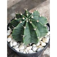 ราคา ยิมโน แคคตัส ยิมโนมิฮาโน ยิมโน ไม้เมล็ด ทั้งหมด 1 ต้น ขนาด 6.3 ซ.ม(อัพเดท 05/05/2021) (8029616690)