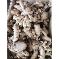 ราคา ว่านพะตะบะ ว่านนี้มีธาตุปรอทอยู่ในหัว กันผีกับคุณไส กิโล 400 (24154952484)