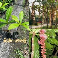 ราคา ต้นจิก เศรษฐีไม้มงคลดอกหอมดอกสวยงาม (25276541413)