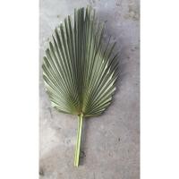 ราคา ใบตาลแห้งตัดแต่ง ใบตาลธรรมชาติ (42217667581)