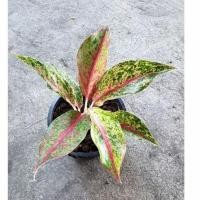 ราคา ต้นลายน้ำทอง อโกลนีมา ต้นไม้มงคล ขนาดกระถาง 6 นิ้ว (13240247458)