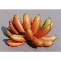 ราคา ต้นกล้วยนาก กล้วยนาค กล้วยเพาะเนื้อเยื่อปลอดโรค กล้วยมงคล กล้วยแปลก ราคาส่ง ผลสีแดงอมน้ำตาล ต้นแข็งแรง พร้อมปลูก (23925248454)