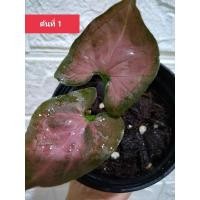 ราคา Syngonium ออมนาคแดง ต้นที่ 1 (8672986264)