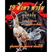 ราคา ไข่ไก่ชน ลูกเยียร์สุวรรณ แชมป์ 16.5 ล้าน รับประกันเชื้อ ส่งด่วน (18174903863)