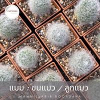 ราคา แมมมิลลาเรีย : แมม ขนแมว แมม ลูกแมว Mammillaria bocasana cactus แคคตัส กระบองเพชร น่ารัก ราคาส่ง ราคาถูก (7696000391)