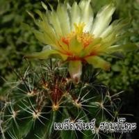 ราคา （เมล็ด）การแคคตัสฮามาโตะ Hamatocactus กระบองเพชร/งอก ปลูก/งอก เมล็ด/งอก การ (23039371879)