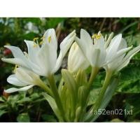 ราคา เมล็ด ถูก็ด ว่านนกคุ้ม ป้องกันไฟ และคุ้มกันภยันตรายต่างๆ เพาะว่านนางคุ้ม ว่านผู้เฒ่าเฝ้าบ้าน หรือ โบราณกล่าว ผั (22940049867)