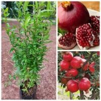 ราคา ต้นทับทิมแดงอินเดีย(ถุงไซน์ใหญ่50-60ซม.)ผลใหญ่เนื้อแดงเมล็ดนิ่มรสหวาน (28720614452)
