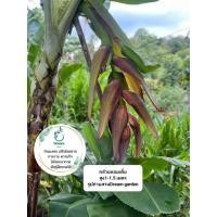ราคา หน่อกล้วยหอมเตี้ย กล้วยภาคใต้ พันธุ์เตี้ย แน่นอน จากสวนตัวเอง (11139306205)