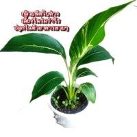 ราคา ต้นกล้วยพัดใบด่าง,ไม้รำไรช่วยฟอกอากาศ (29252020677)