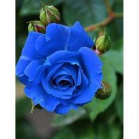 ราคา 30 เมล็ด เมล็ดพันธุ์ กุหลาบสีน้ำเงิน Damask Rose Seeds ดอกใหญ่ ดอกหอม นำเข้าจากต่างประเทศ พร้อมคู่มือ เมล็ดสด ใหม่ (7068987699)