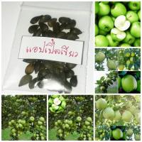 ราคา ขายถูก 100 เมล็ด เมล็ดแอปเปิ้ลเขียว green apple เมล็ดพันธุ์นำเข้า แอปเปิ้ลแคระ แอปเปิ้ลจิ๋ว แอปเปิ้ลบอนไซ (6407044001)