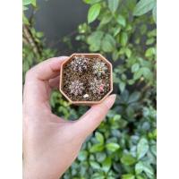 ราคา ยิมโนด่าง & ยิมโนเชื้อด่าง รวม 4 ต้น ราคาเบาๆ (8512086330)