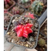 ราคา ยิมโนด่างไม้เพาะเมล็ด (8212316548)