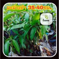 ราคา มะม่วงป่า 35-45ซม. ต้นมะม่วงป่า ไม้ป่าหายาก ต้นมะม่วง (3464852531)