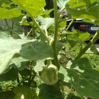 ราคา มะเขือเจ้าพระยา พร้อมปลูก (6937332563)