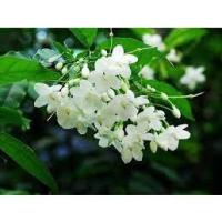 ราคา ต้นพันธุ์โมก โมกพวง ต้นไม้มงคล ดอกไม้สีขาวกลิ่นหอมบริสุทธิ์ มองแล้วรู้สึกสบายตาให้ความรู้สึกสบายใจ ถุงดำ 59 บาท (11360490229)