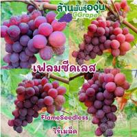 ราคา กิ่งพันธุ์องุ่น “เฟรม ซีดเลท” ไร้เมล็ด (Flame Seedless) (3945341837)