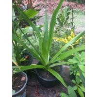 ราคา ต้นพันธุ์จันทร์ผา ไม้ประดับ ตกแต่งบ้าน (28469217382)