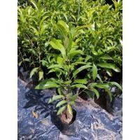 ราคา ต้นละมุดกระสวยมาเลย์ (ต้นสูง 40-50 ซม. ) (6960429688)