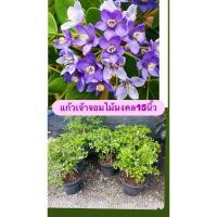 ราคา ต้นแก้วเจ้าจอม #แก้วเจ้าจอม แก้วเจ้าจอม ต้นไม้มงคลมีกลิ่นหอมให้ร่มเงา ที่ปลูกได้ทั้งในและนอกตัว กระถาง15" (40762865276)