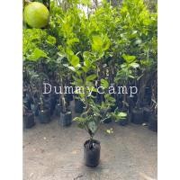 ราคา ต้นมะนาวทูลเกล้ามะนาวไร้เมล็ด(กิ่งตอน) ทูลเกล้ามะนาวไร้เมล็ด สูง70-80ซม (21749798255)