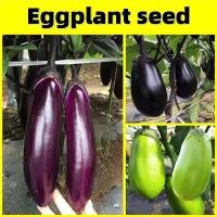 ราคา เมล็ดพันธุ์ มะเขือม่วงยักษ์ / เมล็ดพันธุ์ มะเขือ ยักษ์ Eggplant Seeds Vegetable Seeds เมล็ดพันธุ์ผัก ผักสวนครัว Plants (27680496618)