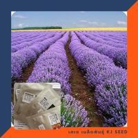 ราคา ลาเวนเดอร์ อังกฤษ - English Lavender Flower บรรจุ 200 เมล็ด คุณภาพดี ของแท้ 100% (176884782)