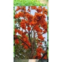 ราคา ต้นดอกทองกวาวหรือดอกจาน ชุด 3 แถม 1 (24773514498)